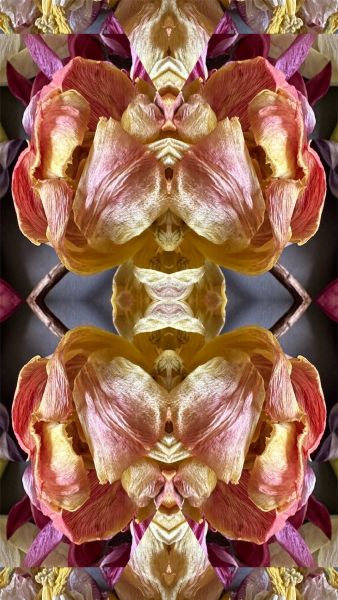 Gespiegeltes Bild - 1030