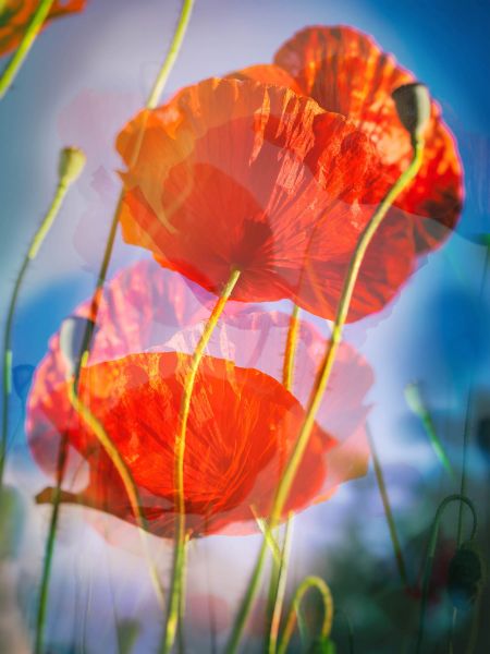 Geschichtetes Bild - Leinwand 17